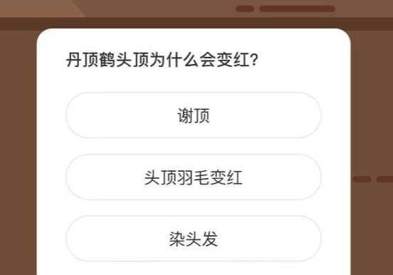 丹顶鹤头顶为什么会变红?？微博森林驿站1月24日今日答题答案